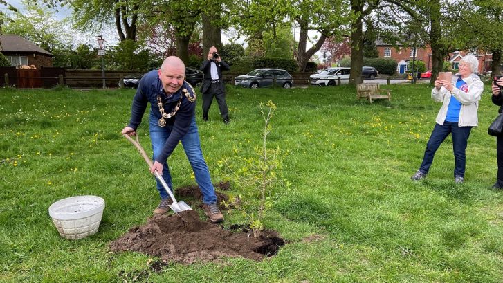 The Town Mayor is shovelling soil into a freshly dug hole which now contains a small oak tree