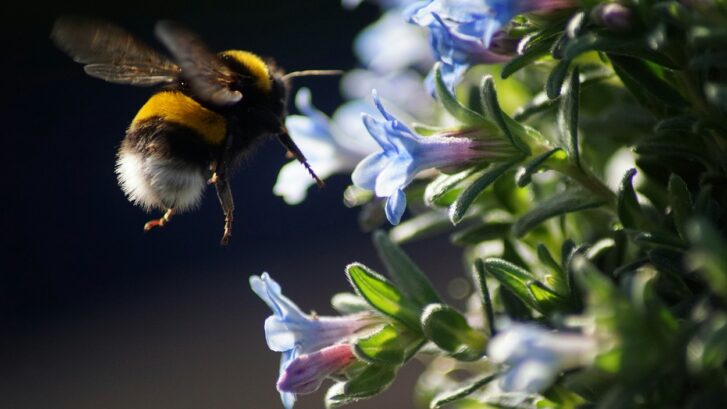 Bee near a flower