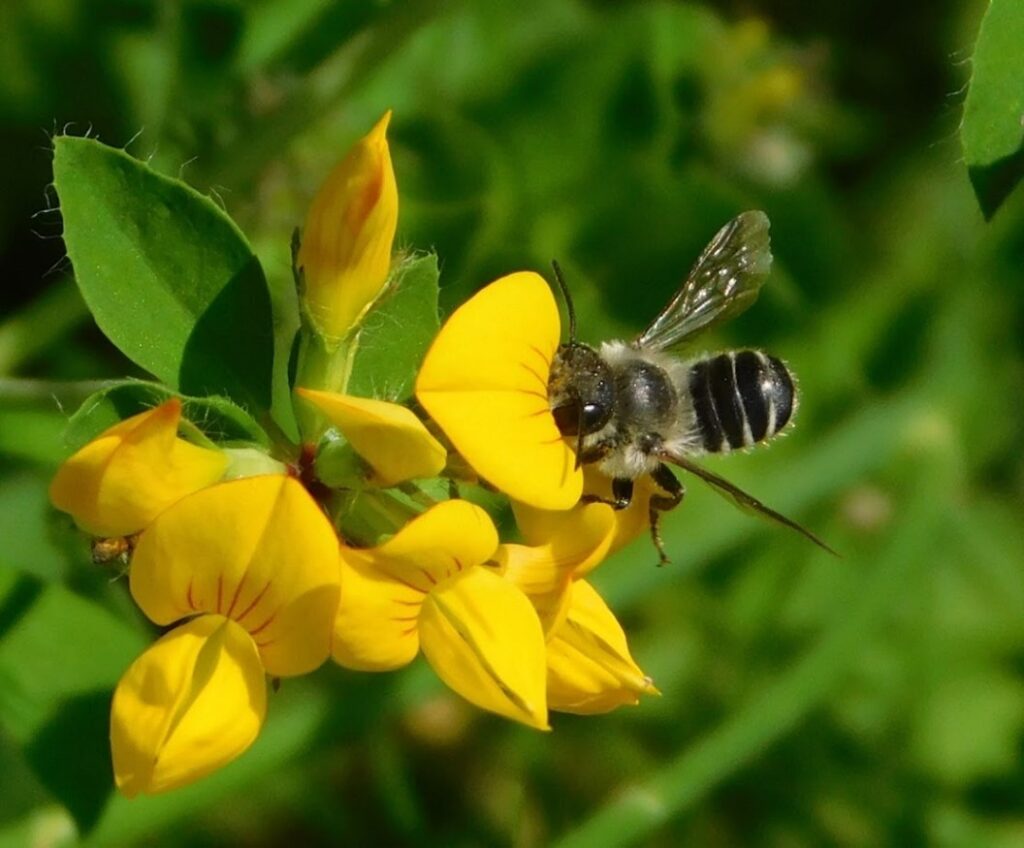 A bee on a flower