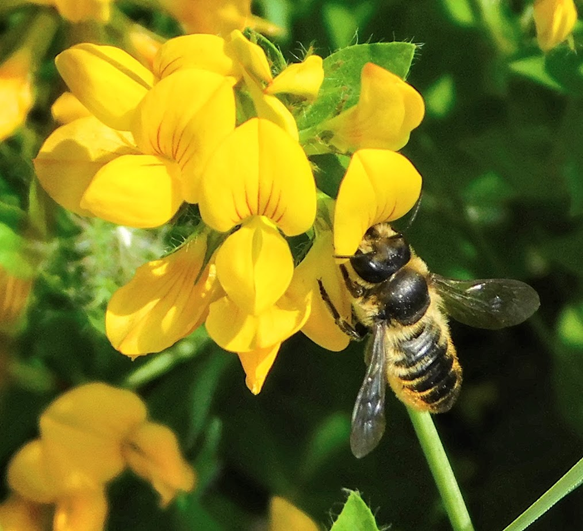 A bee on a flower