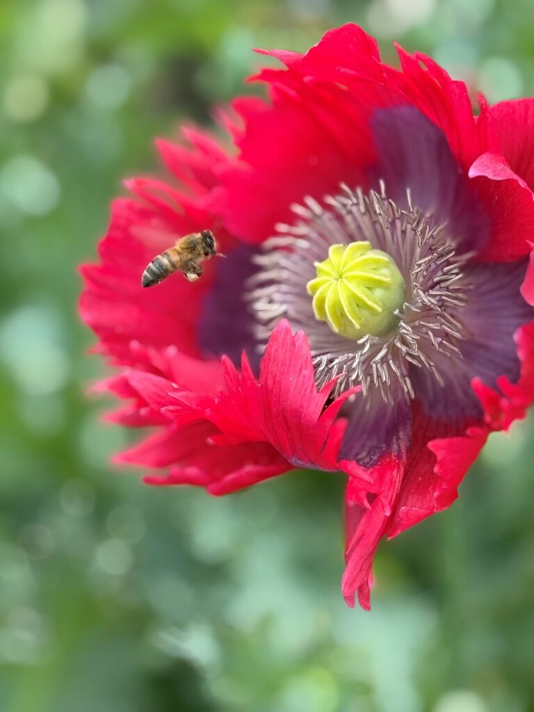 A bee near a poppy