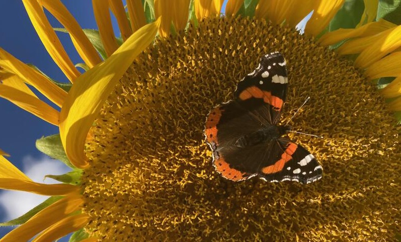 A butterfly on a sunflower