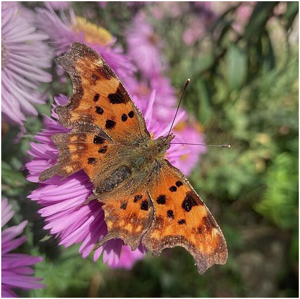 A butterfly on a flower
