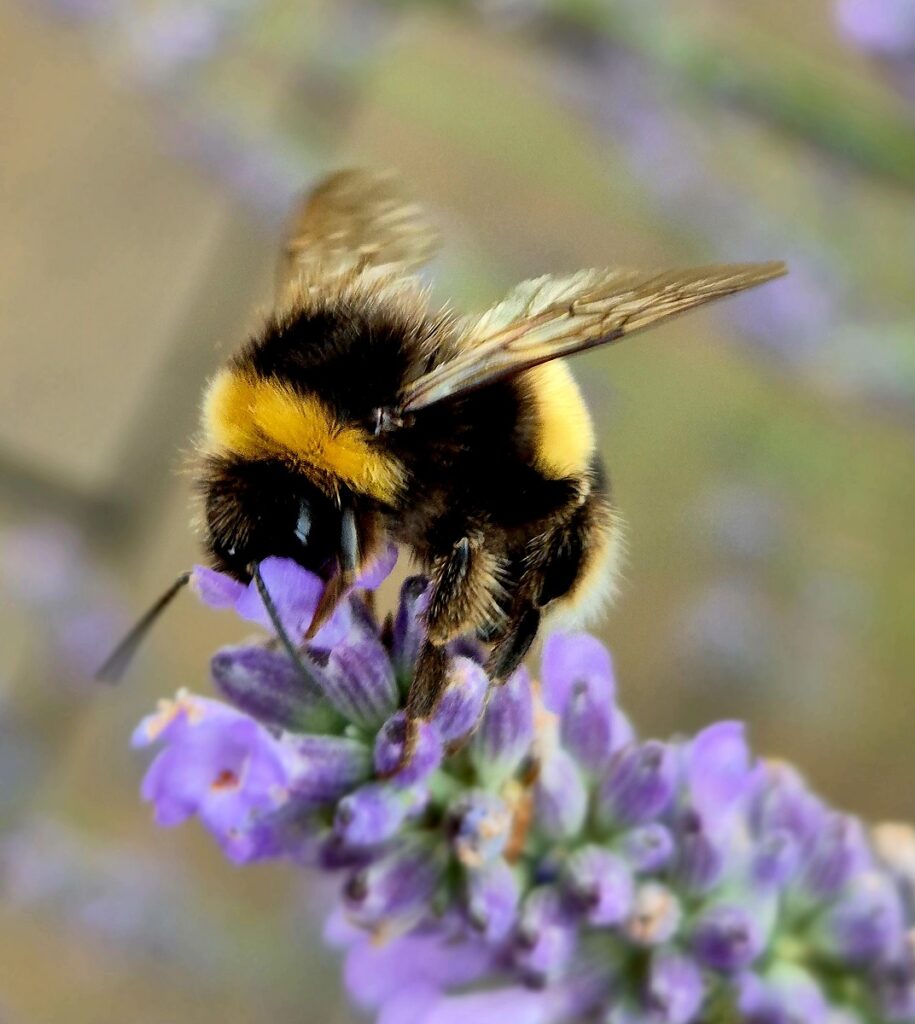 A bee on lavender