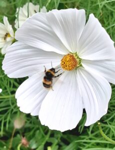 A bee on a flower